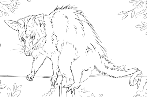 White Eared Opossum Coloring Page